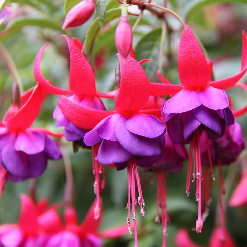Purple Fuchsia Flower seeds for Planting Perfect for Borders Heirloom & GMO Free Seeds for Home Garden 
 
 Sale