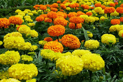 100 Pcs