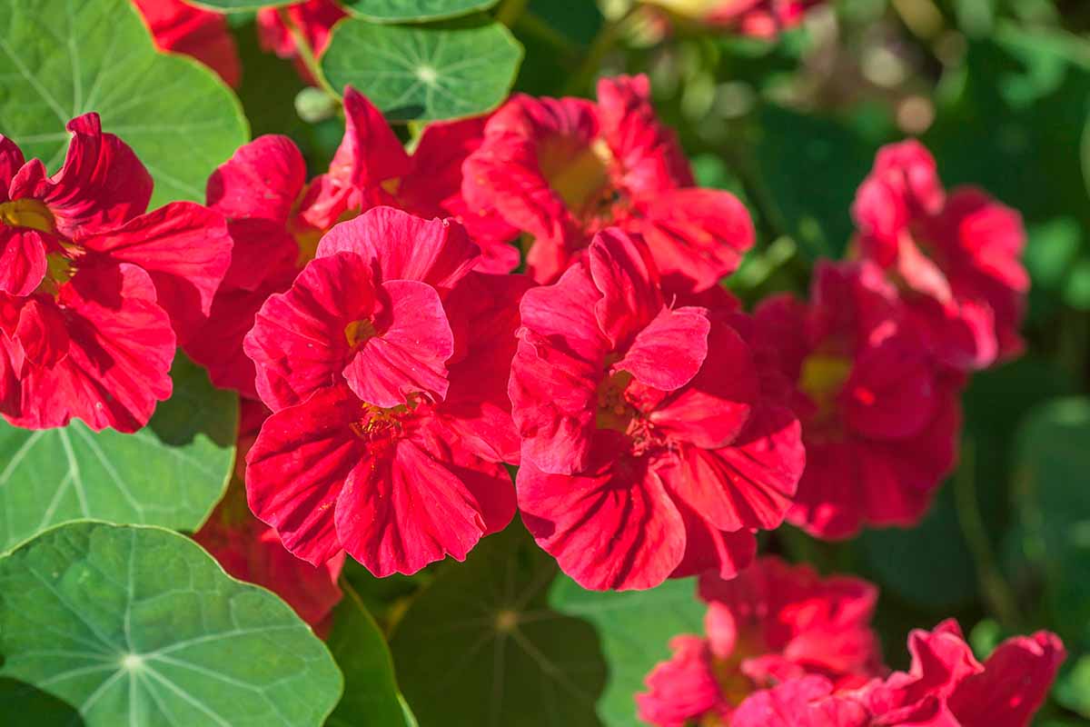 Dark Pink Nasturtium Flower seeds for Planting Garden Favorite Heirloom & GMO Free Seeds for Home Garden