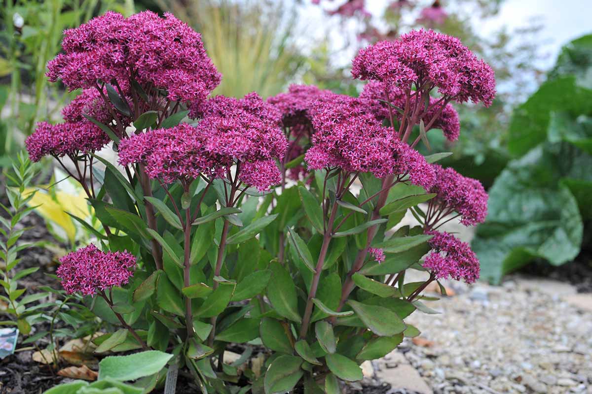 Mixed Sedum Flower seeds for Planting Compact Growth Heirloom & GMO Free Seeds for Home Garden 
 
 Sale