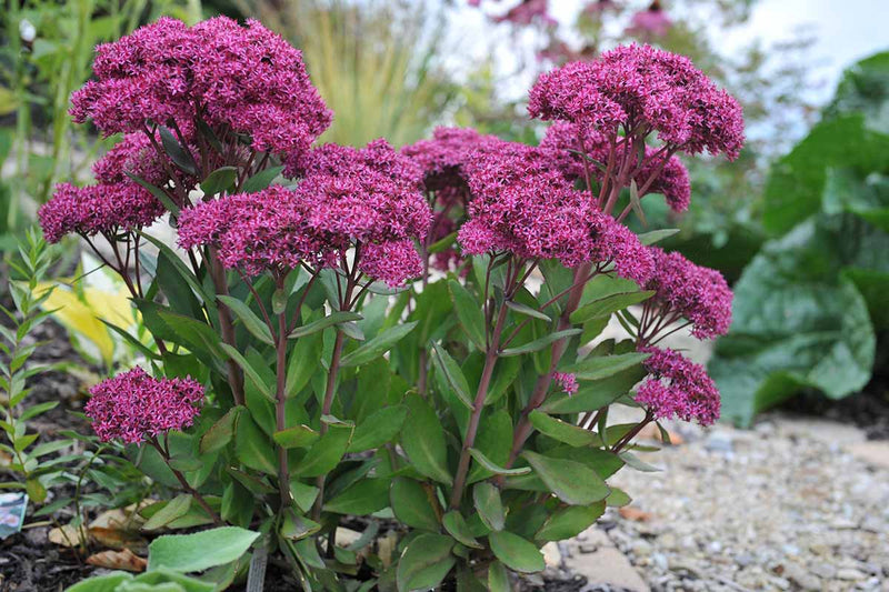 Mixed Sedum Flower seeds for Planting Compact Growth Heirloom & GMO Free Seeds for Home Garden 
 
 Sale