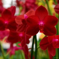Deep Red Phalaenopsis Orchid Flower Seeds for Planting Premium Quality Heirloom & GMO Free Seeds for Home Garden
 
 Sale
