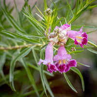 Chilopsis Flower seeds for Planting Colorful Display Heirloom & GMO Free Seeds for Home Garden
