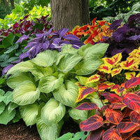 Hosta Coleus Flower seeds for Planting - Compact Growth, Heirloom & GMO Free Seeds for Home Garden