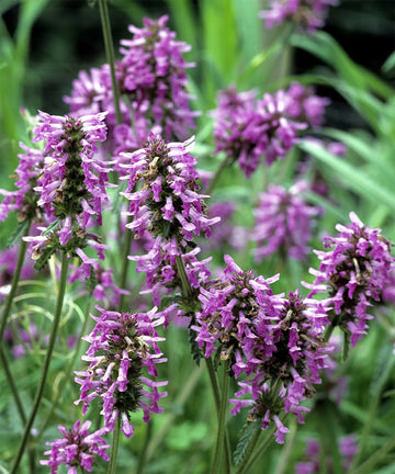 Lavender Labiatae Flower seeds for Planting Hardy Variety Heirloom & GMO Free Seeds for Home Garden