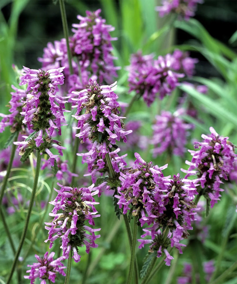 Lavender Labiatae Flower seeds for Planting Hardy Variety Heirloom & GMO Free Seeds for Home Garden
