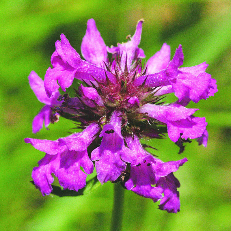 Betony Flower seeds for Planting Long Bloom Season Heirloom & GMO Free Seeds for Home Garden