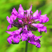 Betony Flower seeds for Planting Long Bloom Season Heirloom & GMO Free Seeds for Home Garden
