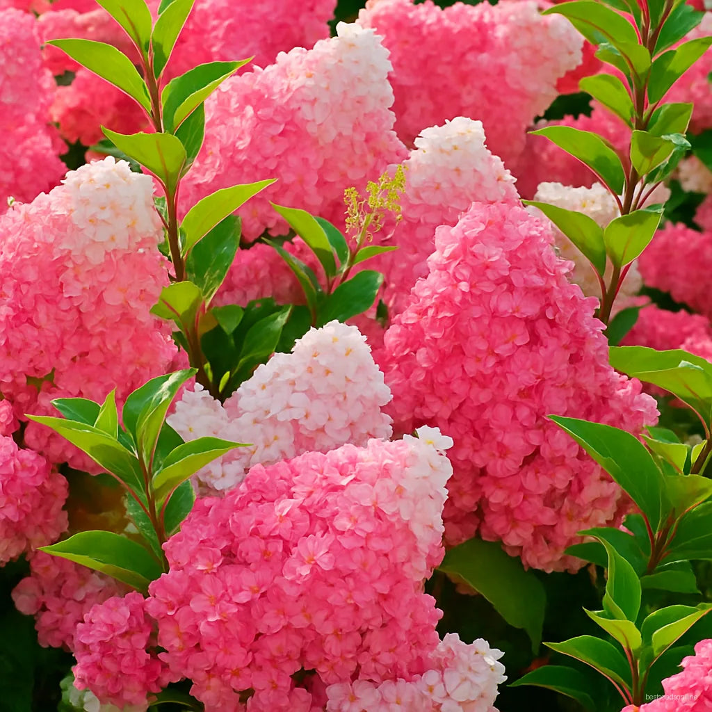 Vanilla Strawberry Hydrangea Seeds for Planting - Beautiful Blooms for Your Garden