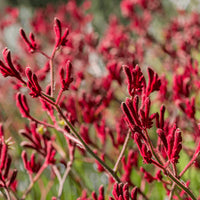 Kangaroo Paw Flower seeds for Planting - Long Bloom Season, Heirloom & GMO Free Seeds for Home Garden