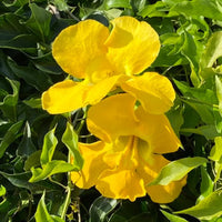 Dolichandra Flower seeds for Planting Cut Flower Favorite Heirloom & GMO Free Seeds for Home Garden