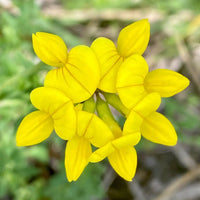 Birdsfoot Flower seeds for Planting - Sun Loving, Heirloom & GMO Free Seeds for Home Garden