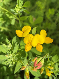 Birdsfoot Flower seeds for Planting - Sun Loving, Heirloom & GMO Free Seeds for Home Garden