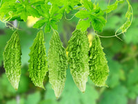 Bitter Gourd Vegetable Seeds for Your Garden
