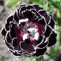 Black Carnation blooms used in bouquets
