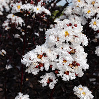 White Crepe Myrtle Flower seeds for Planting - Easy to Grow, Heirloom & GMO Free Seeds for Home Garden