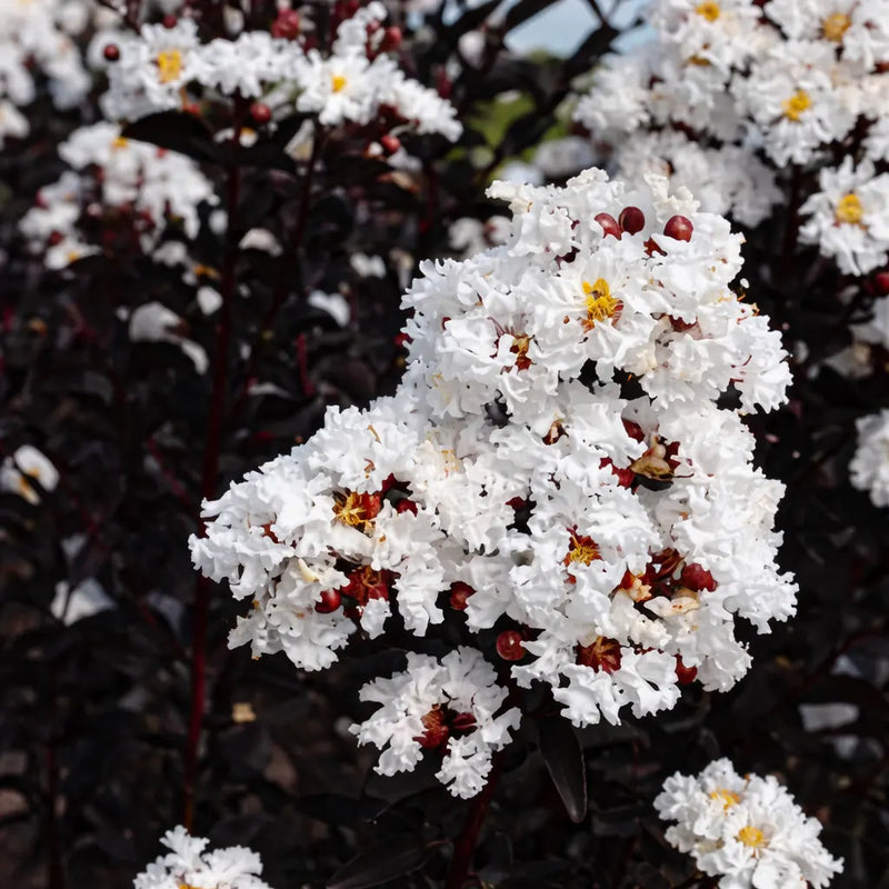 White Crepe Myrtle Flower seeds for Planting - Easy to Grow, Heirloom & GMO Free Seeds for Home Garden