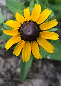 Yellow Black Susan Flower seeds for Planting - Drought Tolerant, Heirloom & GMO Free Seeds for Home Garden