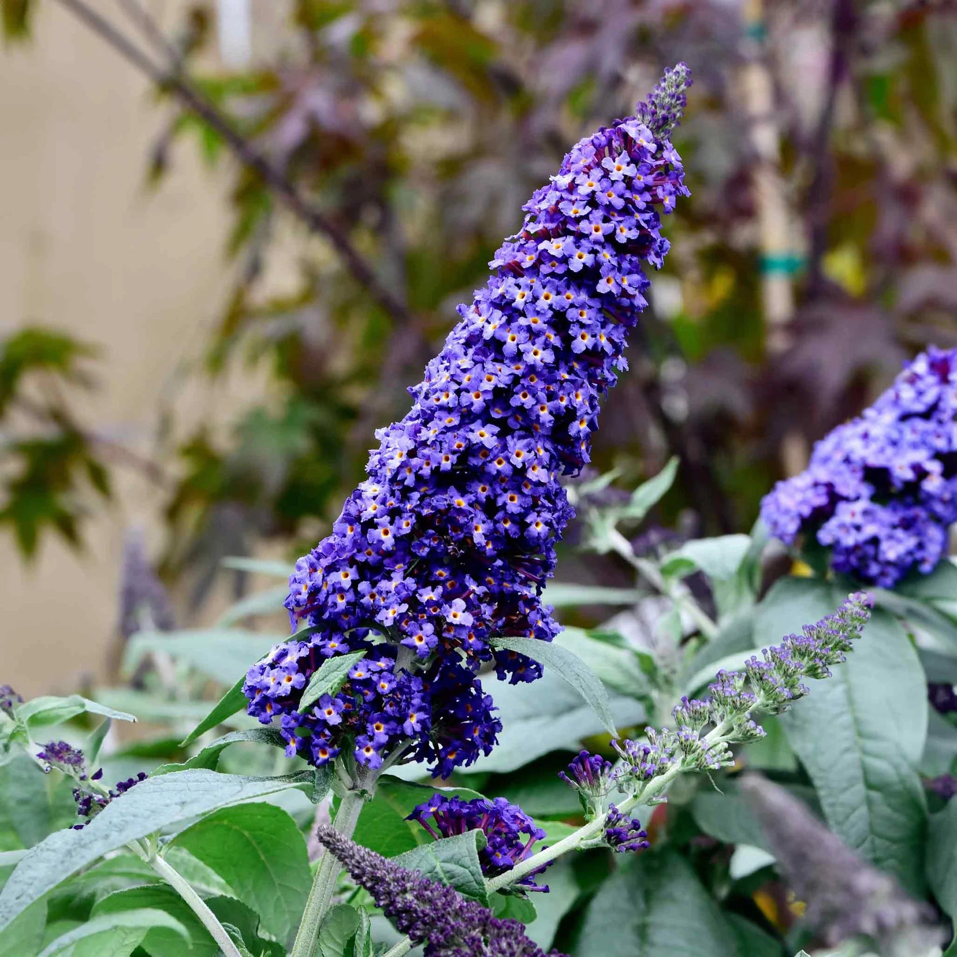 Knight Butterfly Bush Flower seeds for Planting Colorful Display Heirloom & GMO Free Seeds for Home Garden