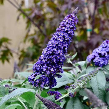 Knight Butterfly Bush Flower seeds for Planting Colorful Display Heirloom & GMO Free Seeds for Home Garden