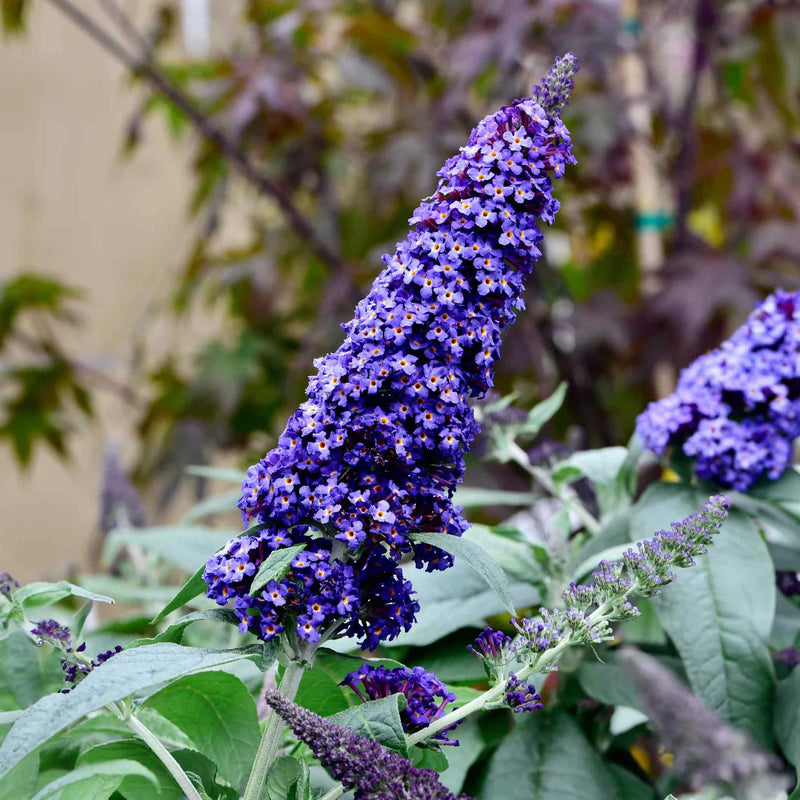 Knight Butterfly Bush Flower seeds for Planting Colorful Display Heirloom & GMO Free Seeds for Home Garden