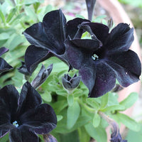 High germination Black petunia seeds