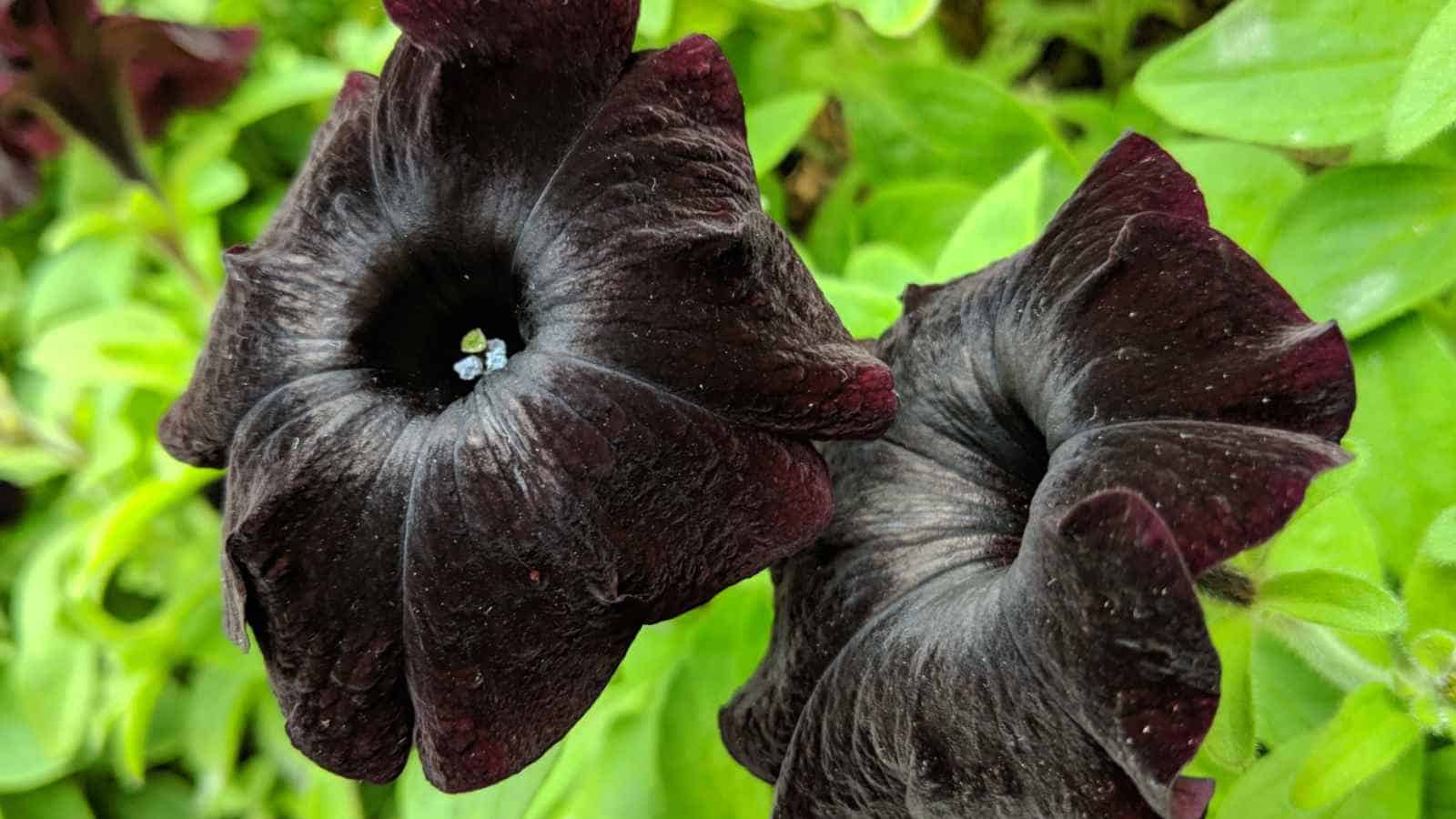 Black Velvet Flower seeds for Planting - Vibrant Colors, Heirloom & GMO Free Seeds for Home Garden