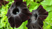 Black Velvet Flower seeds for Planting - Vibrant Colors, Heirloom & GMO Free Seeds for Home Garden