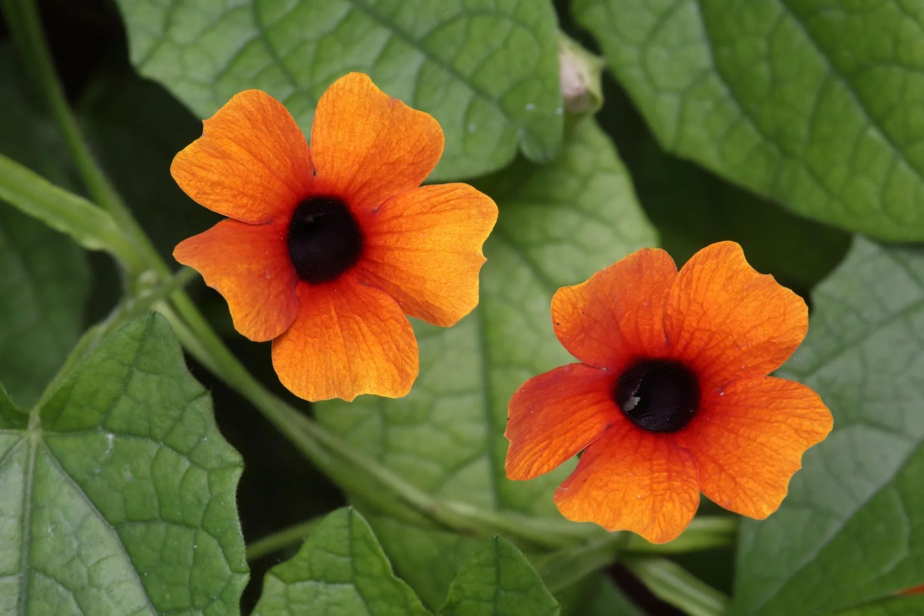 Orange Thunbergia Flower Planting Seeds
