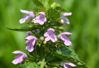 Ballota Nigra Flower seeds for Planting - Shade Tolerant, Heirloom & GMO Free Seeds for Home Garden