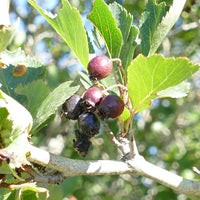 Black Hawthorn Seeds for Planting: Premium Quality Fruit Planting Seeds