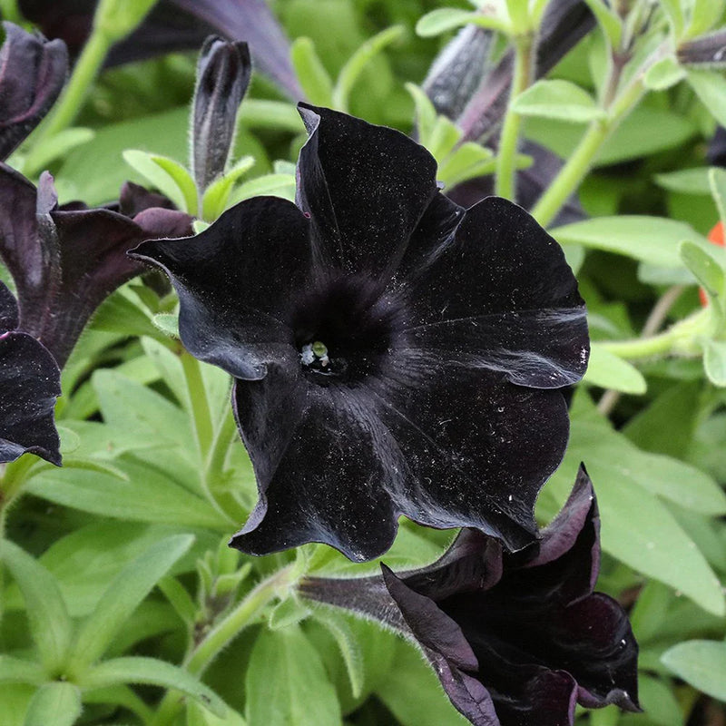 Non GMO Black Velvet seeds