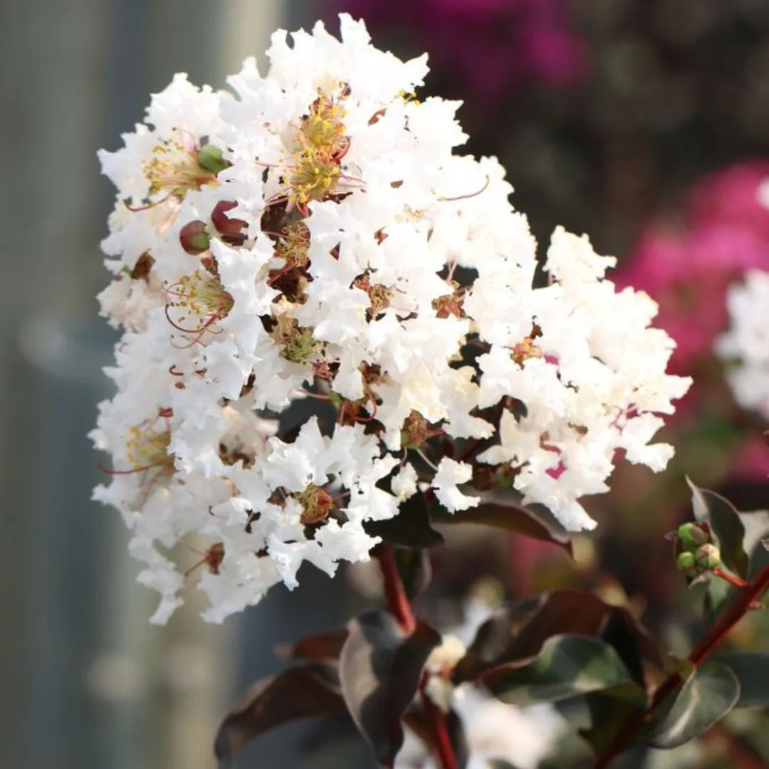White Crepe Myrtle Flower seeds for Planting - Easy to Grow, Heirloom & GMO Free Seeds for Home Garden