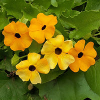 Mixed Thunbergia Flower seeds for Planting - Bright Blooms, Heirloom & GMO Free Seeds for Home Garden