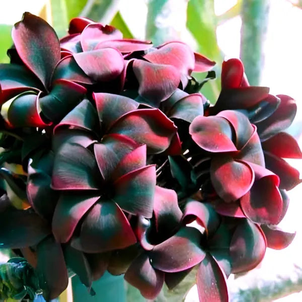 Black Frangipani Flower seeds for Planting - Drought Tolerant, Heirloom & GMO Free Seeds for Home Garden