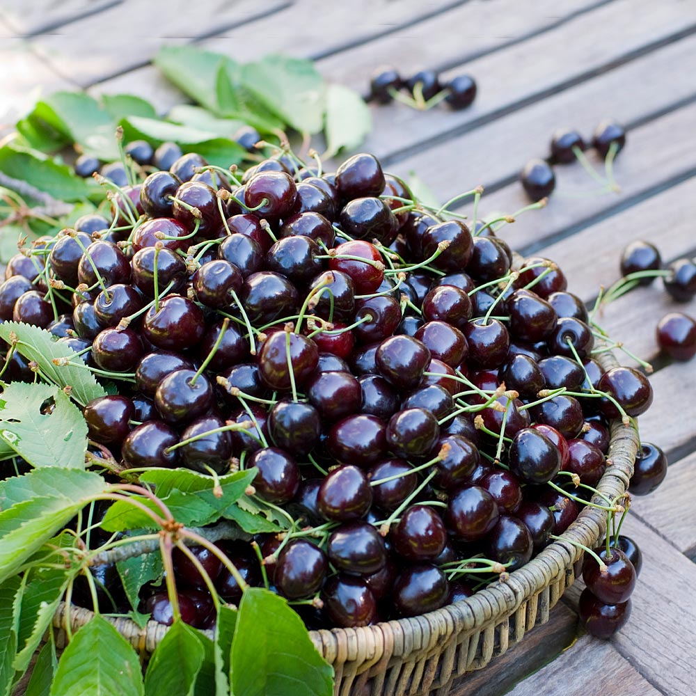 Black Cherry (Prunus serotina) Fruit Tree Seeds – Fragrant White Flowers