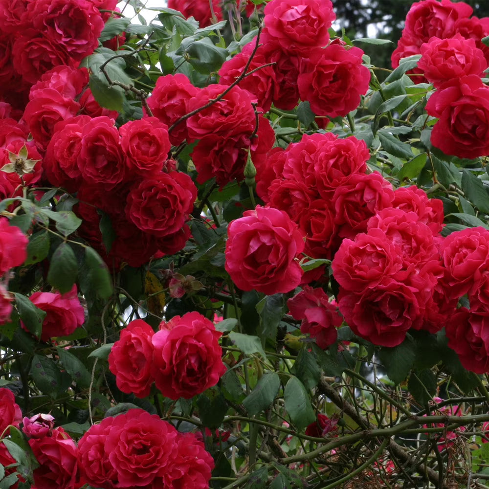 Red Climber Flower seeds for Planting - Easy to Grow, Heirloom & GMO Free Seeds for Home Garden