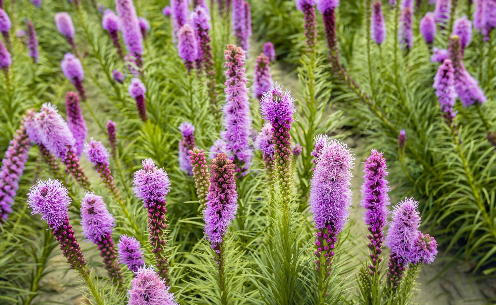 Dense Blazing Star Flower seeds for Planting Compact Growth Heirloom & GMO Free Seeds for Home Garden