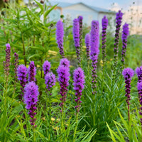 Liatris Flower Seeds for Planting  Vibrant Perennial Blooms