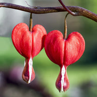 Red Bleeding Heart Flower seeds for Planting - Sun Loving, Heirloom & GMO Free Seeds for Home Garden