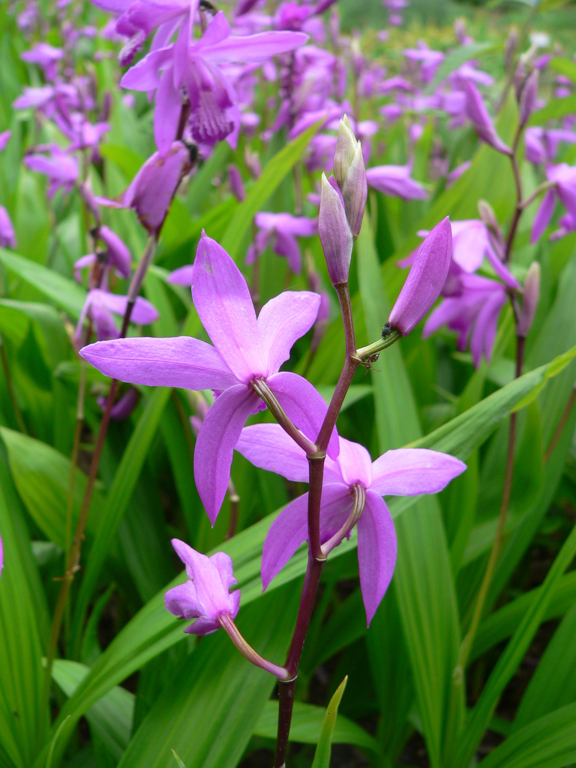 Bletilla Striata Flower seeds for Planting Colorful Display Heirloom & GMO Free Seeds for Home Garden 
 
 Sale