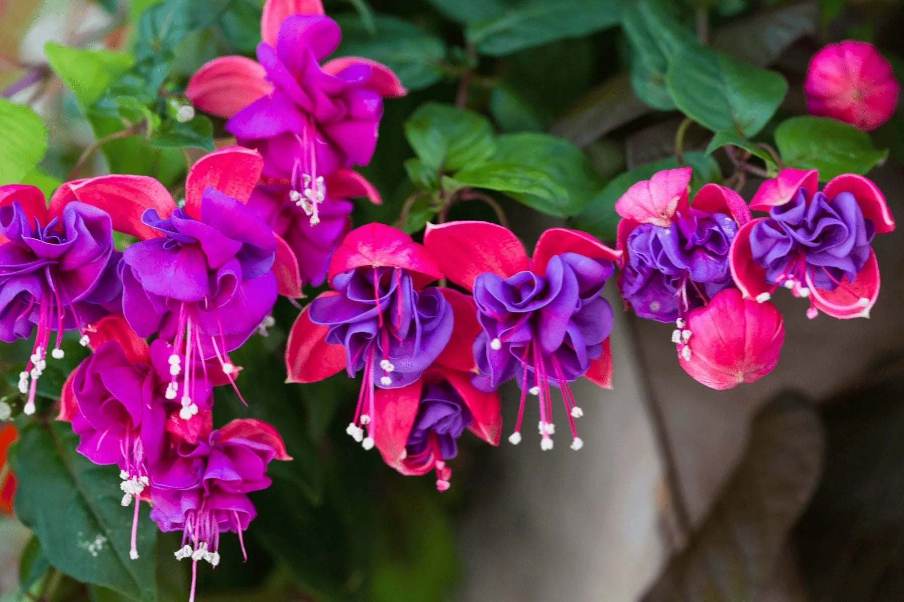 Pink Fuchsia Flower Seeds for Spring Planting