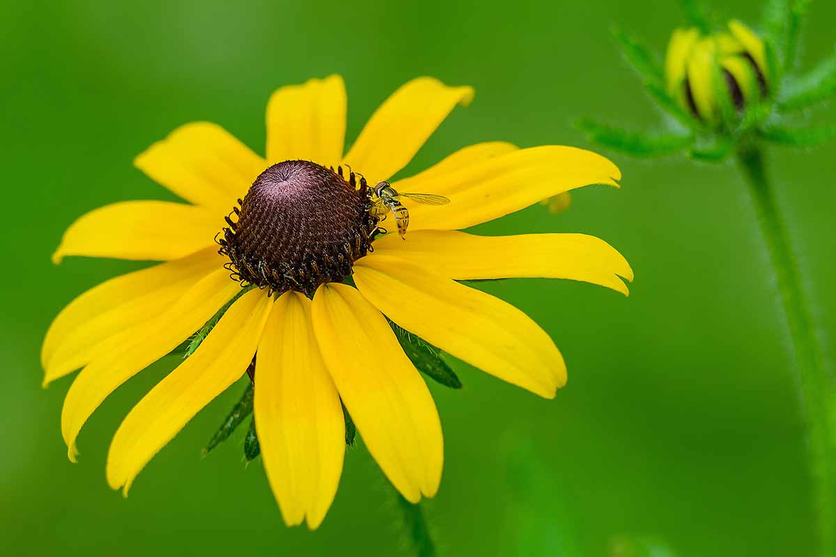 Yellow Black Susan Flower seeds for Planting - Drought Tolerant, Heirloom & GMO Free Seeds for Home Garden