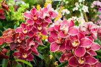 Mix Phalaenopsis Orchid Flower seeds for Planting Wildflower Mix Heirloom & GMO Free Seeds for Home Garden
 
 Sale