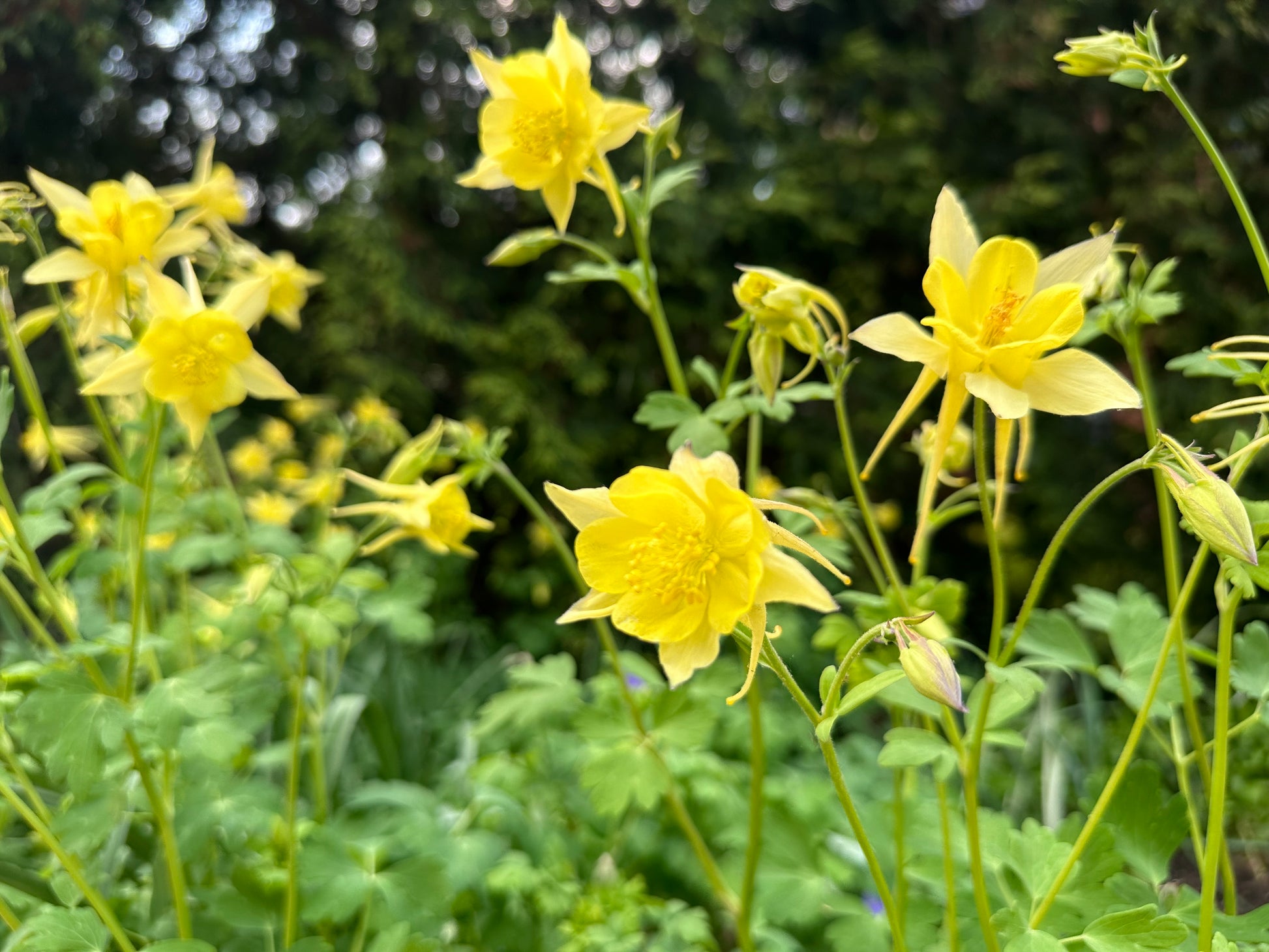 Golden Columbine Flower seeds for Planting Easy to Grow Heirloom & GMO Free Seeds for Home Garden
