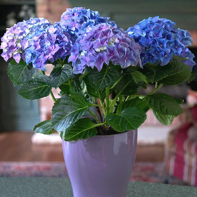 Blue Purple Hydrangea Flower seeds for Planting - Easy to Grow, Heirloom & GMO Free Seeds for Home Garden