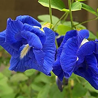 Blue Clitoria Flower seeds for Planting - Vibrant Colors, Heirloom & GMO Free Seeds for Home Garden