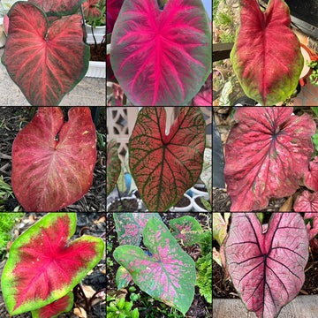 Caladium Mix Seeds for Planting  Vibrant Foliage for Garden and Indoors