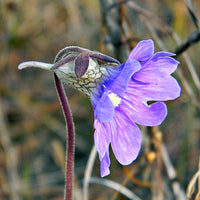 Blue Butterwort flower seeds for planting