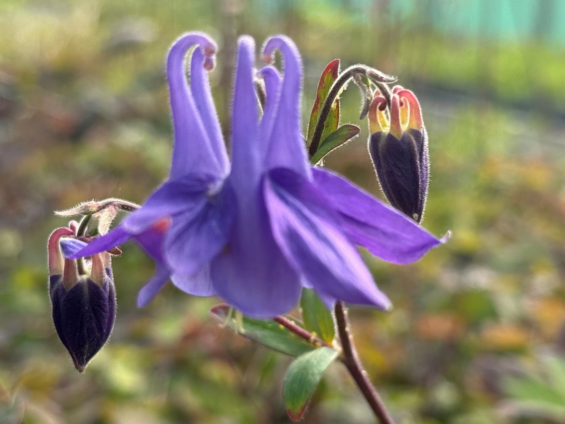Columbine Flower seeds for Planting Wildflower Mix Heirloom & GMO Free Seeds for Home Garden